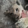 Little lion cub. No thumbs were harmed in the making of this gif