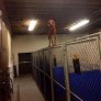 So this dog spent his time in the kennel learning how to cat