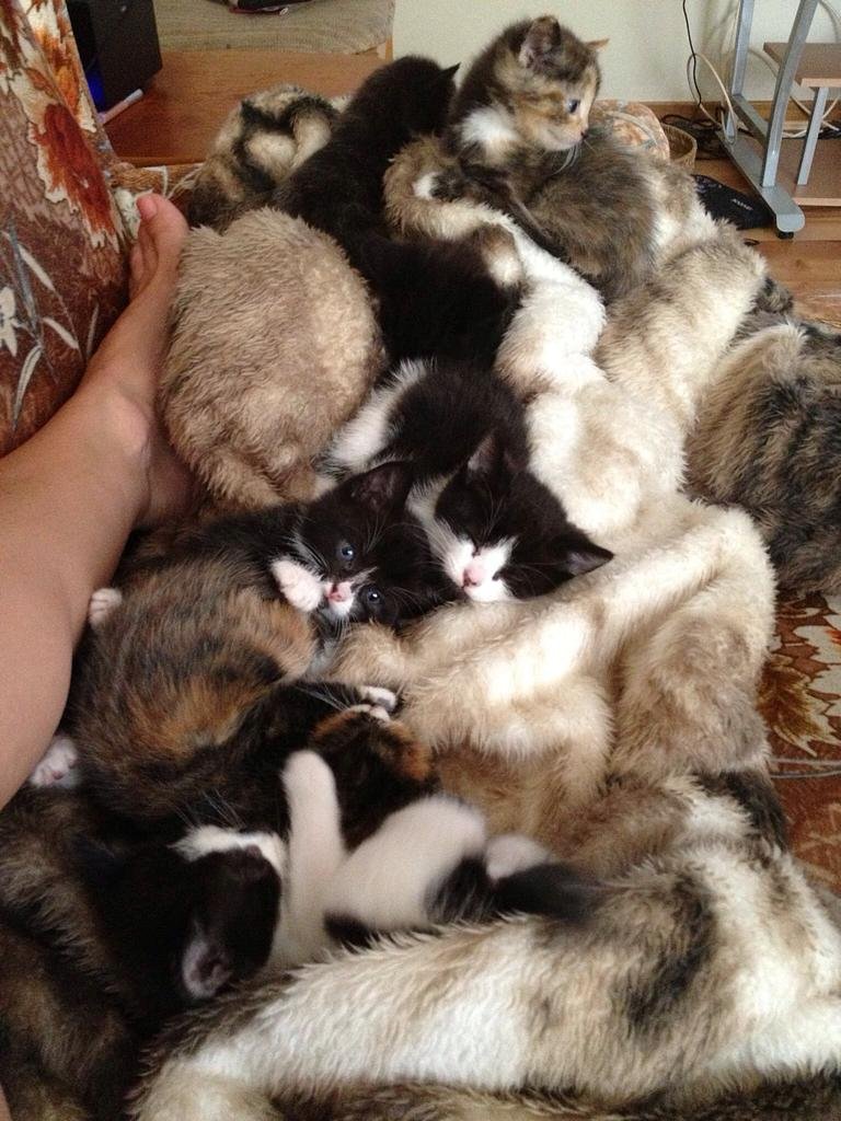 Cuddly blanket of kittens