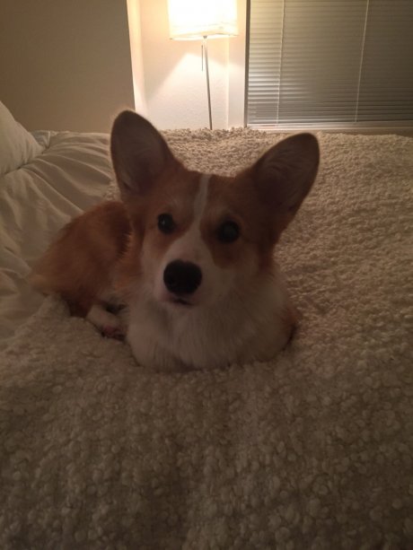 Wally lays on his paws when we turn the heat off