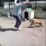 Man Teases Crazy Dog. Instantly Regrets His Decision.