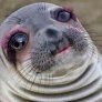 Put this awkward seal through Perfect365 app. I am dying.