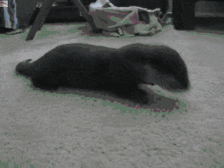 Otterly vicious attack.