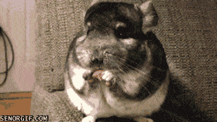 Chinchilla chews on an almond