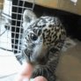 A jaguar cub chewing on a finger