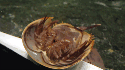 How A Horseshoe Crab Moves..