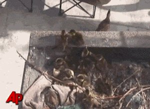 Save the ducklings!