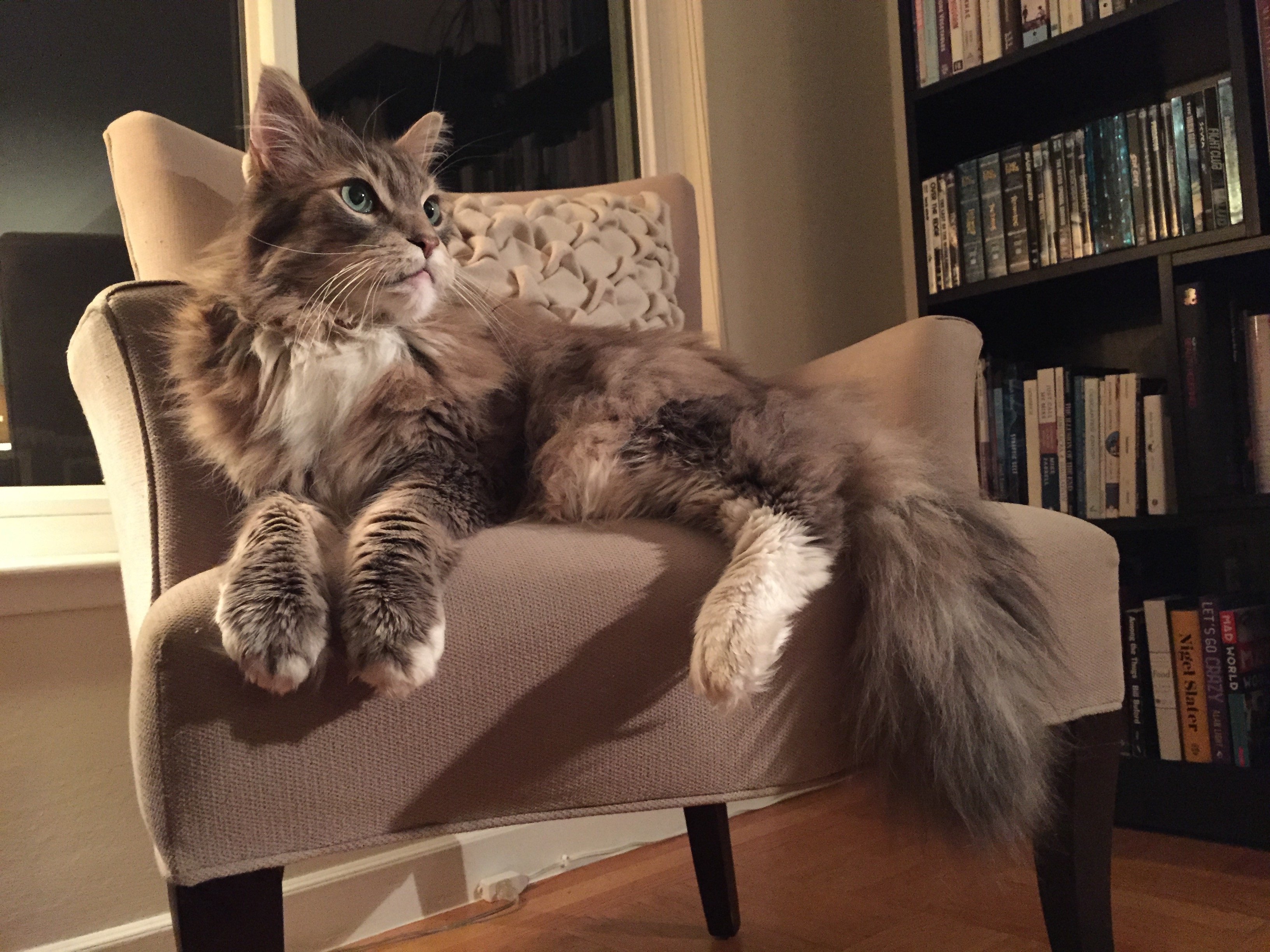 My Majestic Maine Coon, Beowulf