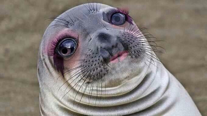 Put this awkward seal through Perfect365 app. I am dying.