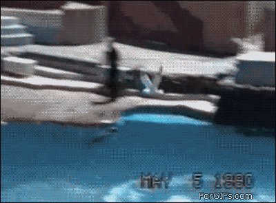 Unlucky bird