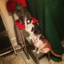 I was cooking dinner when my SO yelled "CATS ON STEPS"