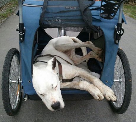 My old man enjoying a stroller ride during a long walk.