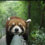 Monorail panda
