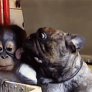 Bulldog kisses orangutan