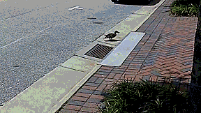 Saving ducklings from storm drain