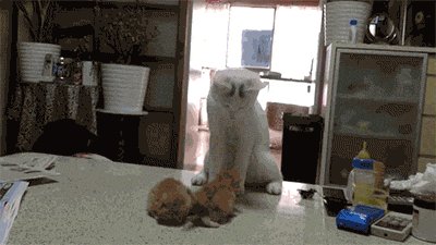 Mother Cat Gives Her Kittens Lessons On Fighting