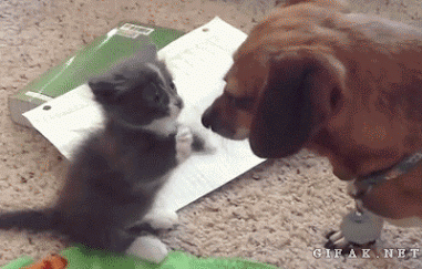 You Have To See The Cutest High Five Ever