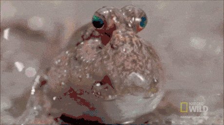 A Little Mudskipper Blink