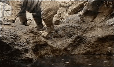 Tiger enjoying hot spring