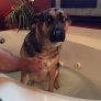 Rub a dub dub! Steeler hates the tub.