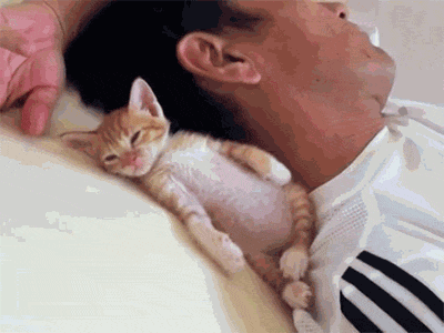 How Cute Is This Little Kitten Sleeping?