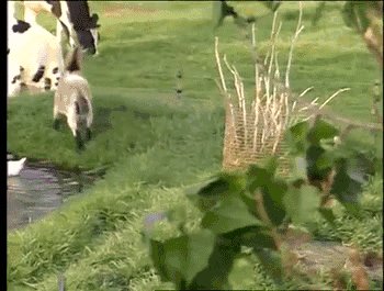 I ain't afraid of no goat!