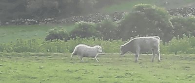 Boop.