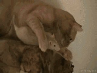 Cat, you had one job..