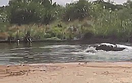 Yes hippos are mean. Can you forgive a baby hippo that jumps like a dolphin?