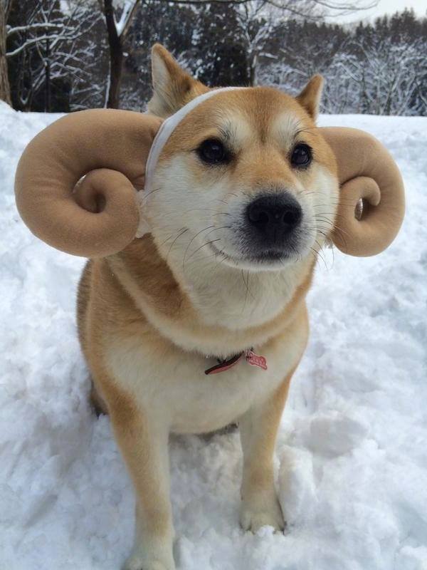 Doge ram