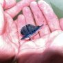 Baby Blue Marlin