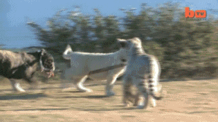 Baby lion walks a bulldog