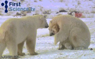 Bear love