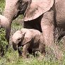 Mother elephant mimics baby ear flap, followed by a hug