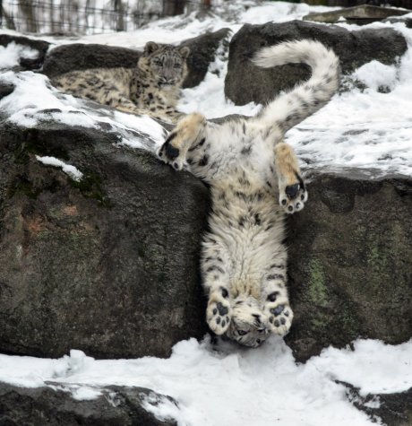 Playful young snow leopard