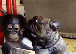 Bulldog kisses orangutan