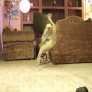 It's a Baby Ostrich Dance Party!