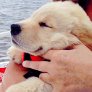 Happy sea dog