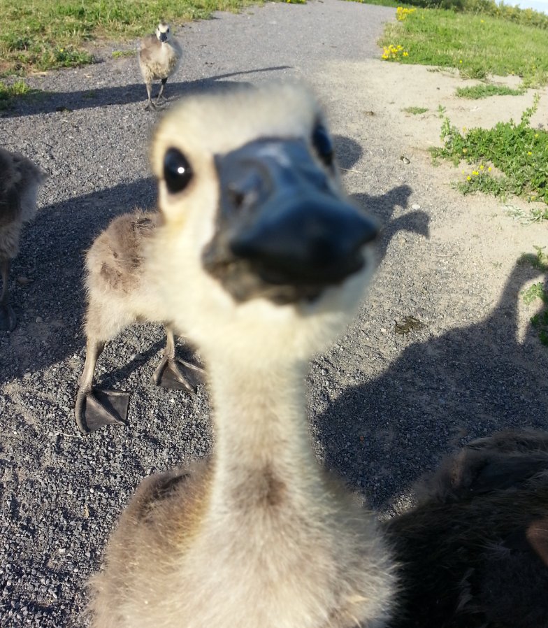 This gosling was very interested in my phone