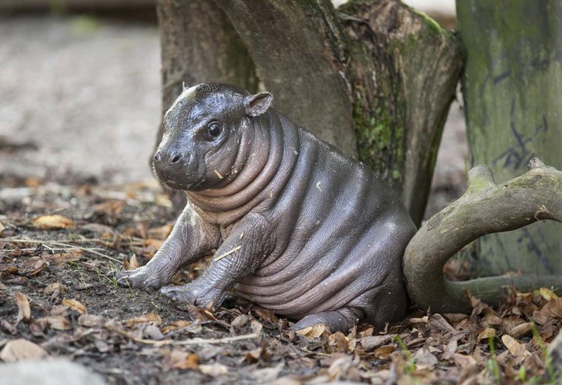 Just a baby dwarf hippo