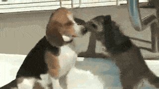 Just need to see the woof of your mouth.