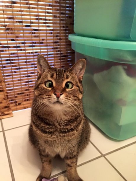 My Adorable Cross Eyed Roxy! :D