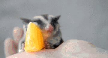 Sugar glider falls asleep on an orange slice