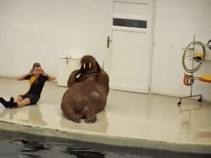 Walrus workout