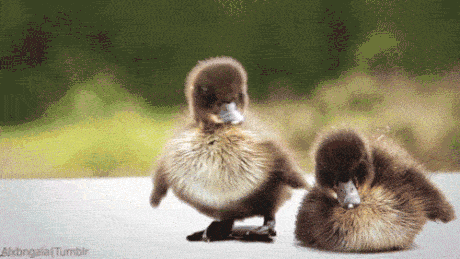 Fluffy ducky