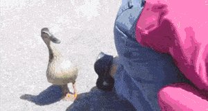 Mother duck watches as her duclkings are saved from a drain