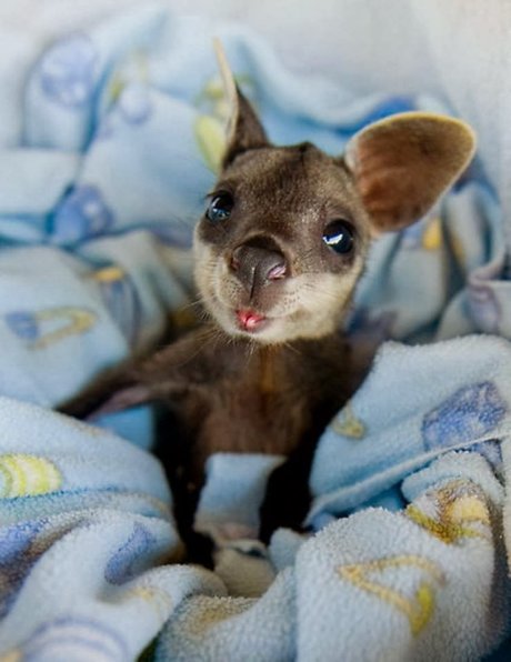 Little 'Roo
