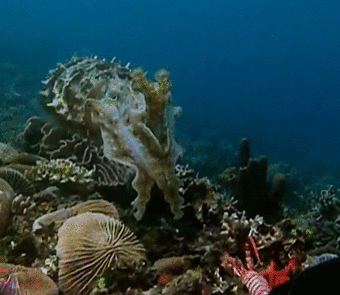 A Cuttlefish Preparing For Battle
