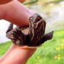 Baby turtle thinks it's skydiving