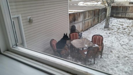 This is how I found my dog today.